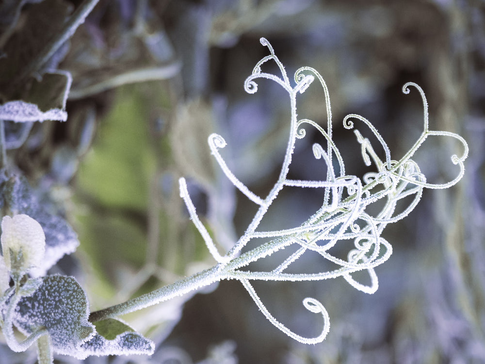 
                  
                    Kalte Anmut, Foto Acrylblock, purespective Kathrin Meister, Motivansicht
                  
                