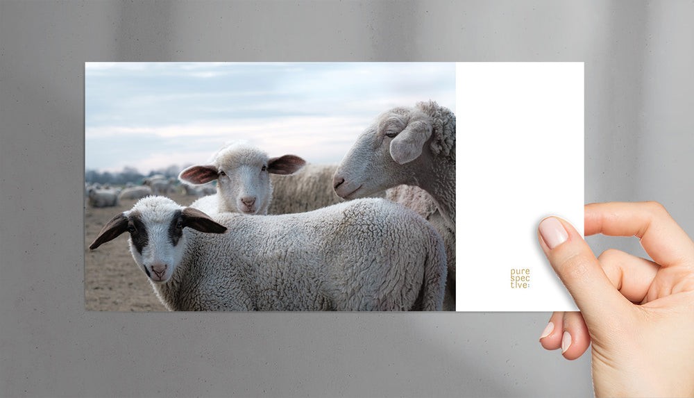 
                  
                    Vorderseite Postkarte Ostern Schafliebe "Die Gang" purespective Onlineshop
                  
                