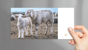
                  
                    Vorderseite Postkarte Ostern Schafliebe "Lammfromm" purespective Onlineshop
                  
                