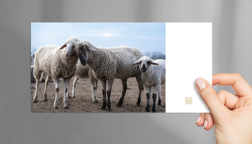 
                  
                    Vorderseite Postkarte Ostern Schafliebe "We are Family" purespective Onlineshop
                  
                