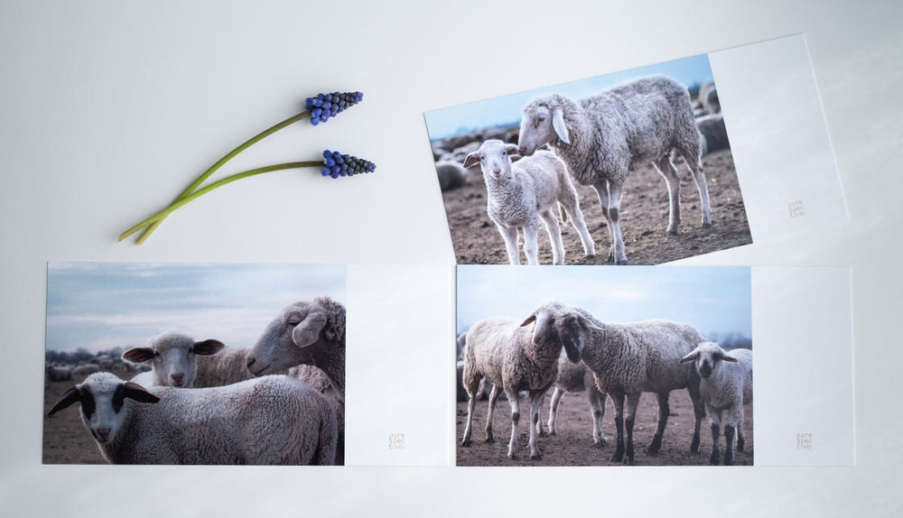 3er Set Postkarte Ostern, Schaf Fotos Schafliebe, 3 Postkarten Frühling, Karte Ostergrüße, Frühlingspostkarte, purespective Onlineship