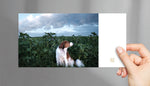 Fine Art Postkarte Dogscape Im Feld, Postkarte Kooikerhondje, Kathrin Meister Fotografie, purespective Onlineshop