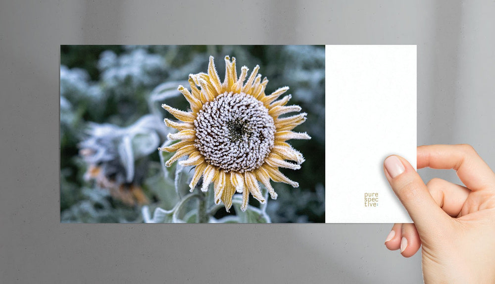 
                  
                    Fine Art Postkarte "Sonnenblume im Winterkleid"
                  
                